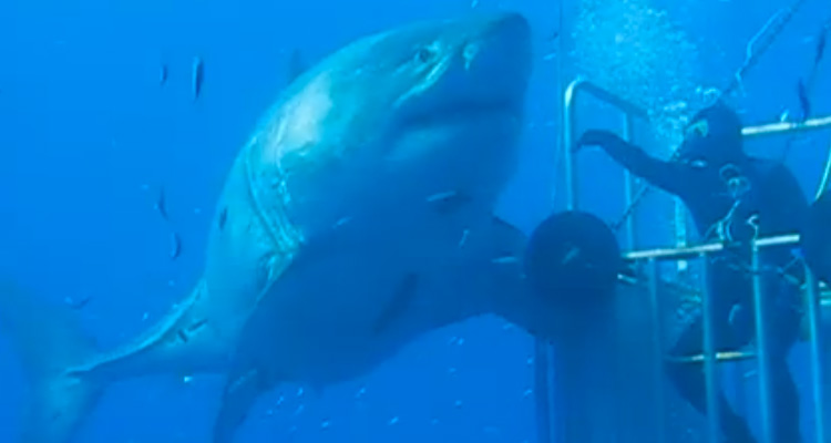 deep blue shark padilla